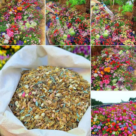 Semillas de flores silvestres mixtas (500g)
